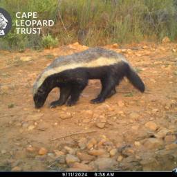 Honey badger